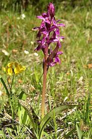 Attēlu rezultāti vaicājumam “Dactylorhiza russowii leaf”