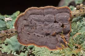 Attēlu rezultāti vaicājumam “Hymenochaete tabacina”