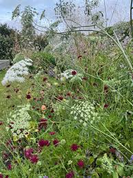 Attēlu rezultāti vaicājumam “Cenolophium denudatum leaf”
