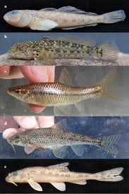 Image result for Salmo ciscaucasicus