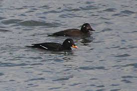 Attēlu rezultāti vaicājumam “Melanitta fusca male”