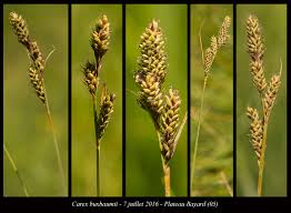 Attēlu rezultāti vaicājumam “Carex buxbaumii”