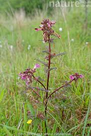 Attēlu rezultāti vaicājumam “Pedicularis palustris flower”