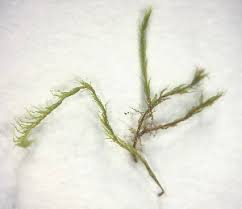 Attēlu rezultāti vaicājumam “Philonotis”