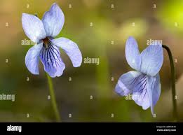 Attēlu rezultāti vaicājumam “Viola epipsila flower”
