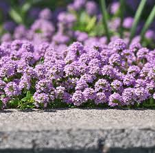 Attēlu rezultāti vaicājumam “Thymus serpyllum”