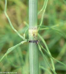 Attēlu rezultāti vaicājumam “Equisetum fluviatile”