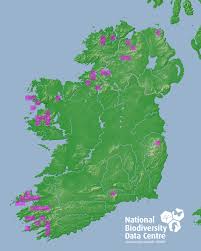 Attēlu rezultāti vaicājumam “Harpanthus scutatus”
