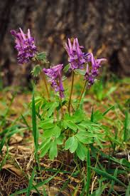 Attēlu rezultāti vaicājumam “Corydalis cava flower”