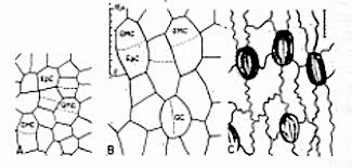 Attēlu rezultāti vaicājumam “Pteropsida”