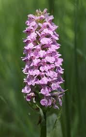 Attēlu rezultāti vaicājumam “Dactylorhiza majalis subsp. baltica flower”