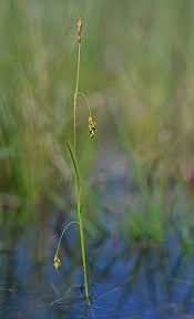 Attēlu rezultāti vaicājumam “Carex pilosa leaf”