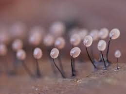 Attēlu rezultāti vaicājumam “Comatricha sp.”