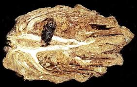 Attēlu rezultāti vaicājumam “Pissodes piniphilus”