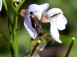 Attēlu rezultāti vaicājumam “Cauchas rufimitrella”