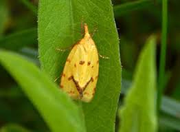 Attēlu rezultāti vaicājumam “Agapeta hamana”