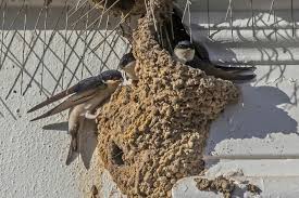 Attēlu rezultāti vaicājumam “Delichon urbicum nest”