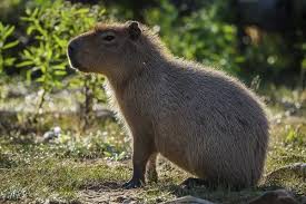 Attēlu rezultāti vaicājumam “Hydrochoerus hydrochaeris”