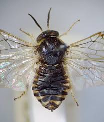 Attēlu rezultāti vaicājumam “Gilpinia”