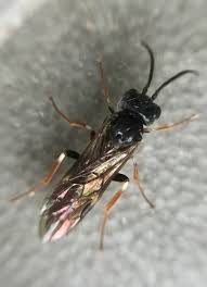 Attēlu rezultāti vaicājumam “Allantus cinctus”