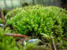 Attēlu rezultāti vaicājumam “Aulacomnium”