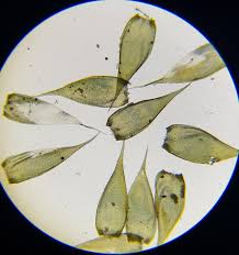 Attēlu rezultāti vaicājumam “Hypnum cupressiforme var. subjulacum”
