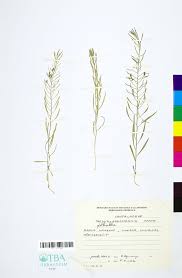 Attēlu rezultāti vaicājumam “Thesium ebracteatum”