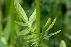 Attēlu rezultāti vaicājumam “Eupteryx vittata”