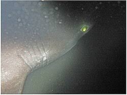 Image result for Hexanchus griseus