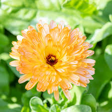 Attēlu rezultāti vaicājumam “Calendula officinalis flower”
