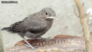 Attēlu rezultāti vaicājumam “Oenanthe oenanthe juvenile”