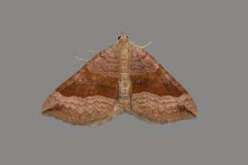 Attēlu rezultāti vaicājumam “Scotopteryx chenopodiata”