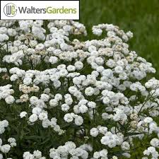 Attēlu rezultāti vaicājumam “Achillea ptarmica”