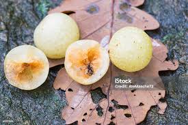 Attēlu rezultāti vaicājumam “Cynips quercusfolii”