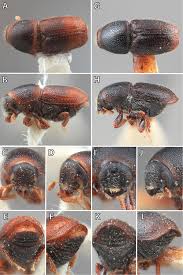 Attēlu rezultāti vaicājumam “Scolytus scolytus, Scolytus multistriatus”