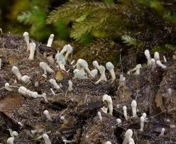 Attēlu rezultāti vaicājumam “Penicillium vulpinum”