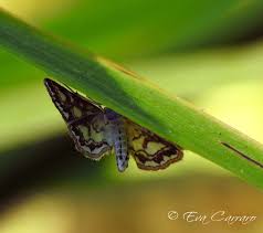 Attēlu rezultāti vaicājumam “Elophila nymphaeata”