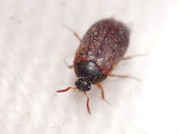 Attēlu rezultāti vaicājumam “Attagenus smirnovi”