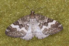 Attēlu rezultāti vaicājumam “Perizoma affinitata”