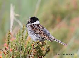 Attēlu rezultāti vaicājumam “Emberiza schoeniclus male”