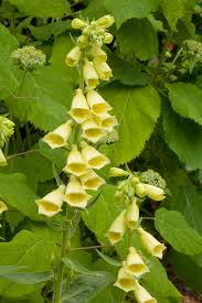 Image result for Digitalis grandiflora