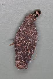 Attēlu rezultāti vaicājumam “Psychidae”