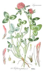 Attēlu rezultāti vaicājumam “Trifolium pratense”