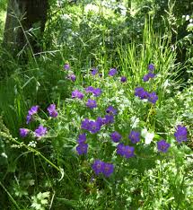 Attēlu rezultāti vaicājumam “Geranium sylvaticum leaf”