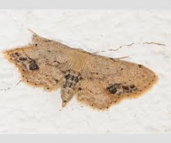 Attēlu rezultāti vaicājumam “Idaea dimidiata”