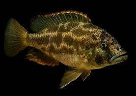 Image result for Raja polystigma