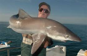 Image result for Galeorhinus galeus