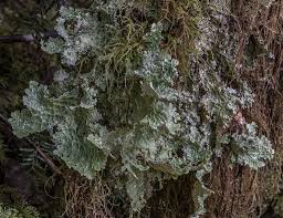 Attēlu rezultāti vaicājumam “Cribraria oregana macro”