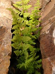 Attēlu rezultāti vaicājumam “Cystopteris fragilis”