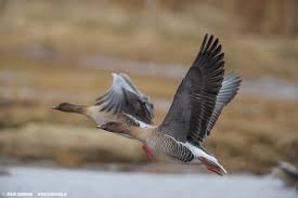 Attēlu rezultāti vaicājumam “Anser brachyrhynchus”